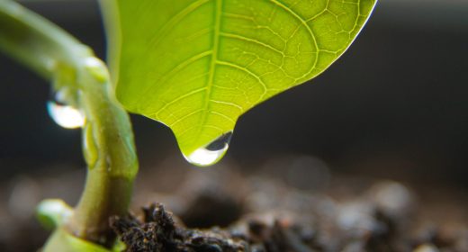 rain-water-drop-to-green-leaf-2022-11-16-19-40-26-utc